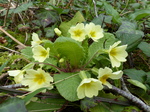 FZ012708 Primroses.jpg